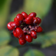 A ginseng seed pod growing in the Pennsylvania woods. AP Photo/Keith Srakocic